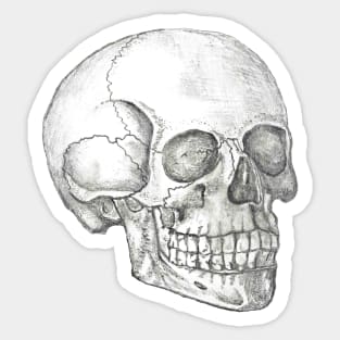 Skull Sticker